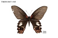 藏品(臺灣鳳蝶)的圖片